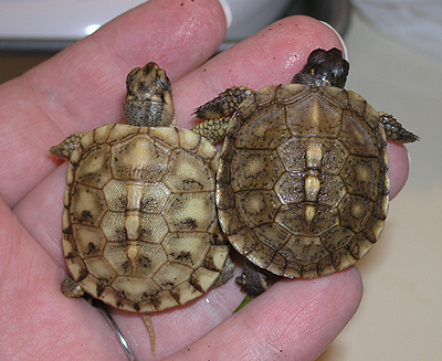 Box turtle babies