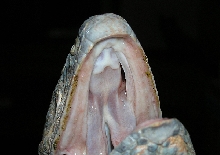 Through the roof of the mouth