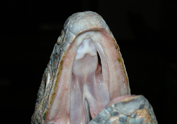 Through the roof of the mouth