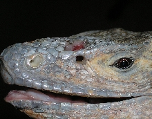 side view