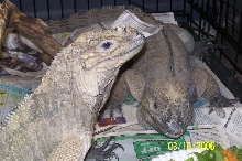 Rhino pair