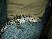 Robert 2