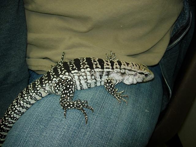 Robert 2