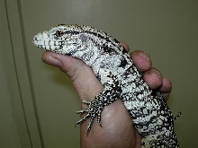 Robert in hand