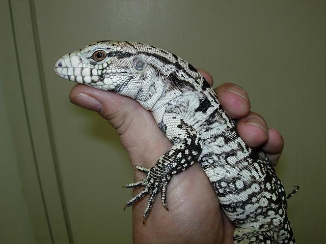 Robert in hand