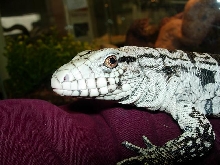 Robert on arm