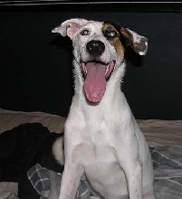 Abbie