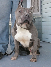 Bennie 2