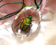 bug
