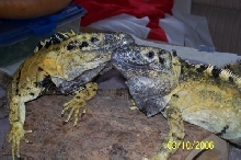 pectinata brothers