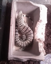 day 1 new giant