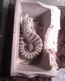 day 1 new giant