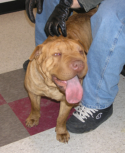 Dinah's big mouth
