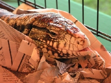 felix at slither