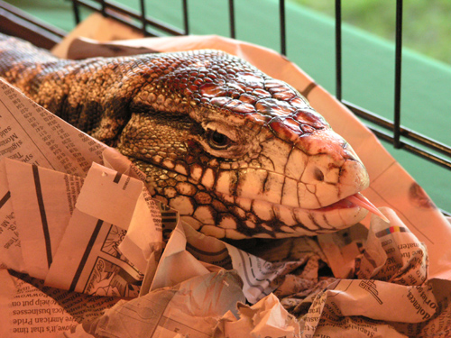 felix at slither