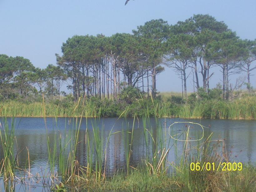 first gator coming in