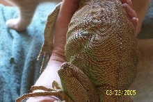 Small gravid iguana