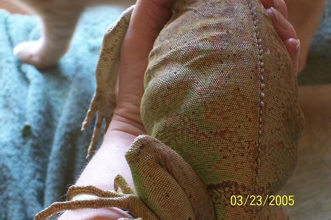 Small gravid iguana