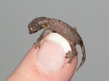 Newly hatched leaftail gecko