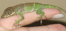 unknown lizard