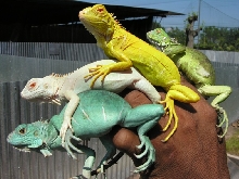 multi color iguanas