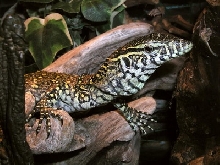 Young Nile monitor