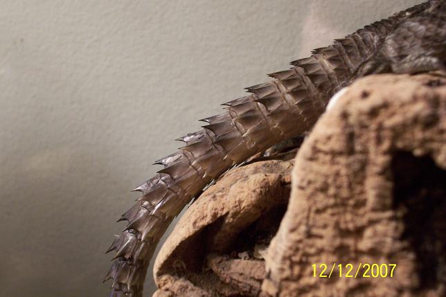 o tail