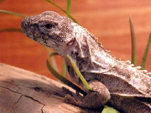 Palearis