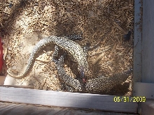 reduced pattern females