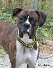 Reuben