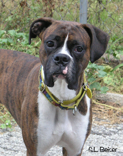 Reuben