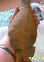 gravid iguana