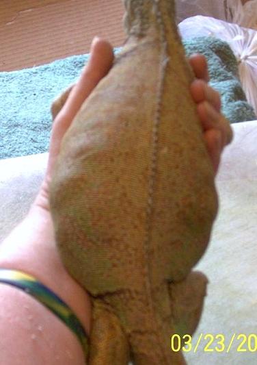 gravid iguana