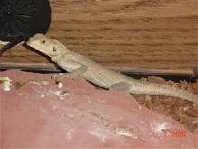 lizard id
