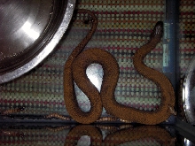 snake id