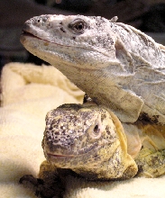 pec and bakeri