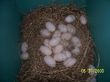 Blue/Red/Giant cross eggs