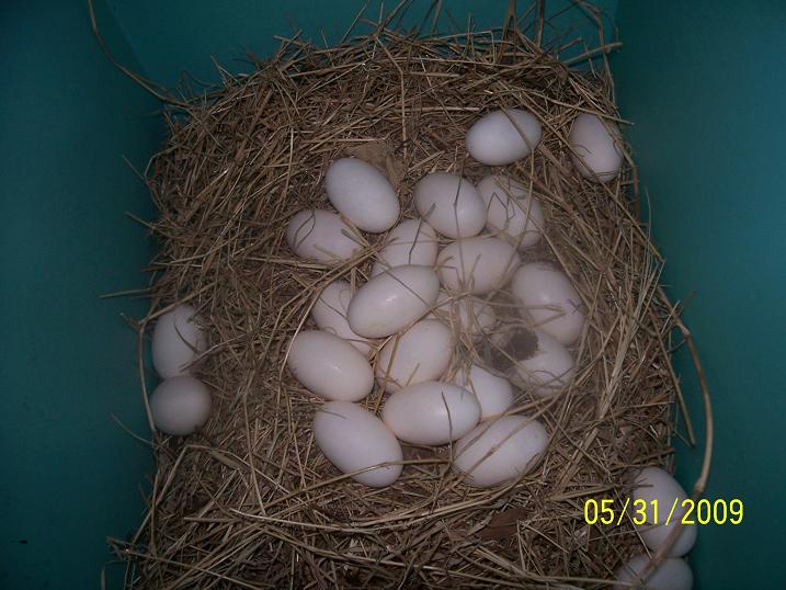 Blue/Red/Giant cross eggs