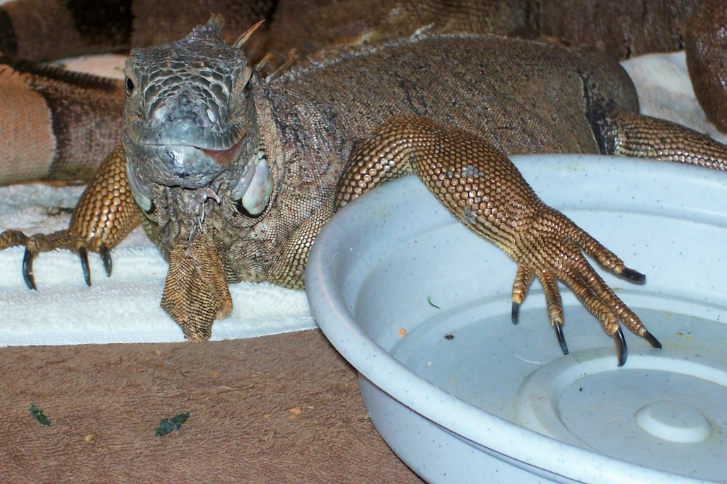 Hungry rescue iguana