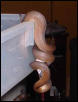 White-lipped python