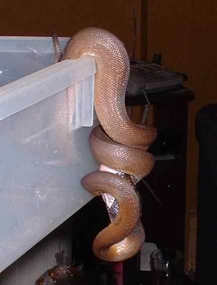 White-lipped python