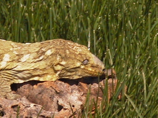 Springtime Brut