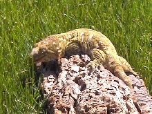 Springtime Sunshine