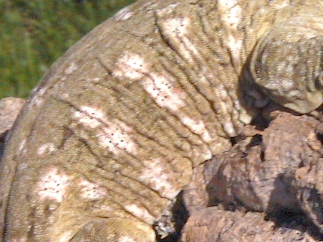 Leachie Pattern
