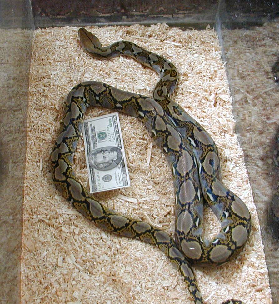Verdi my new retic