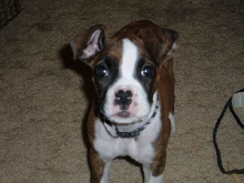 a new puppy