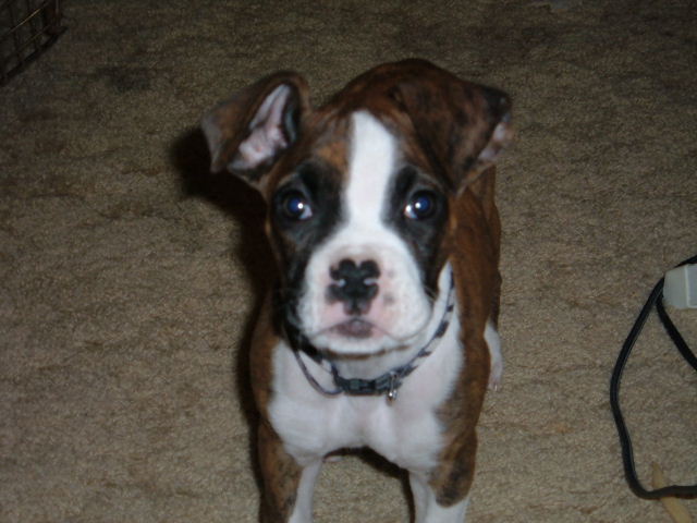 a new puppy