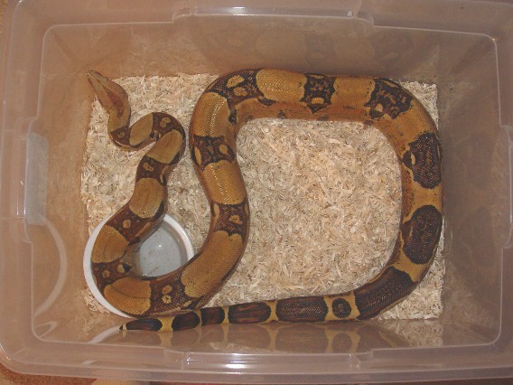 Boa