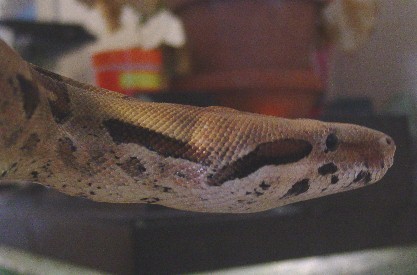 Boa closeup