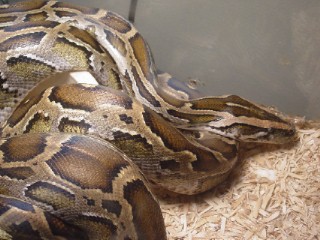 Burmese
